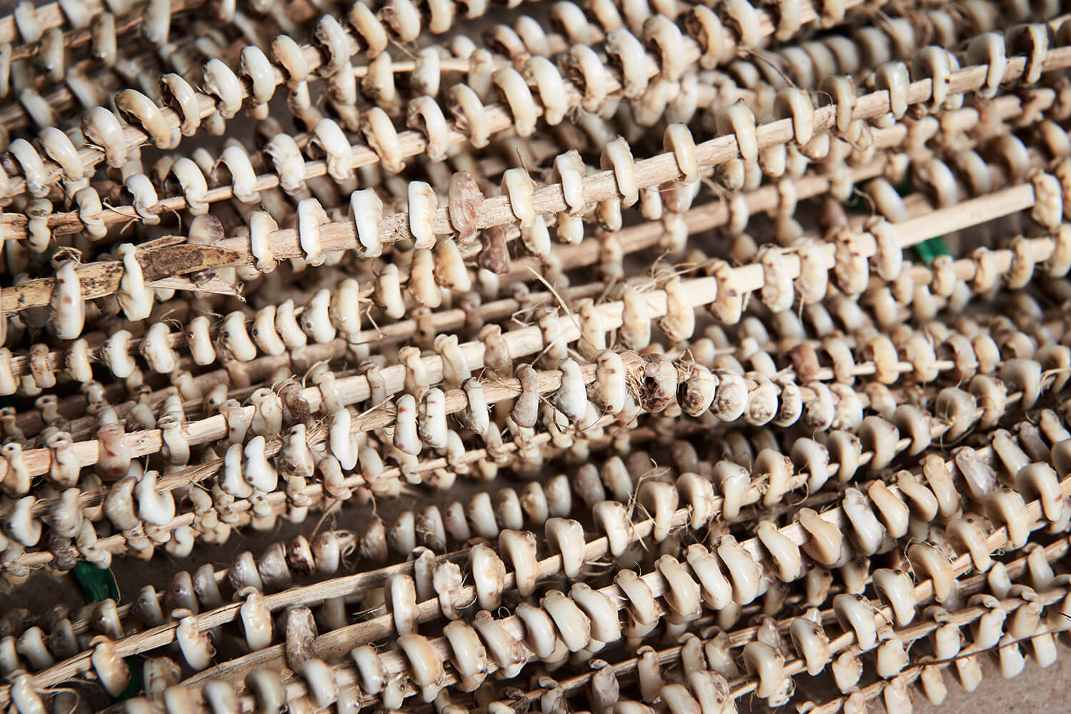 07-Shell-Money-Shell-Money-7012-Kristina-Steiner