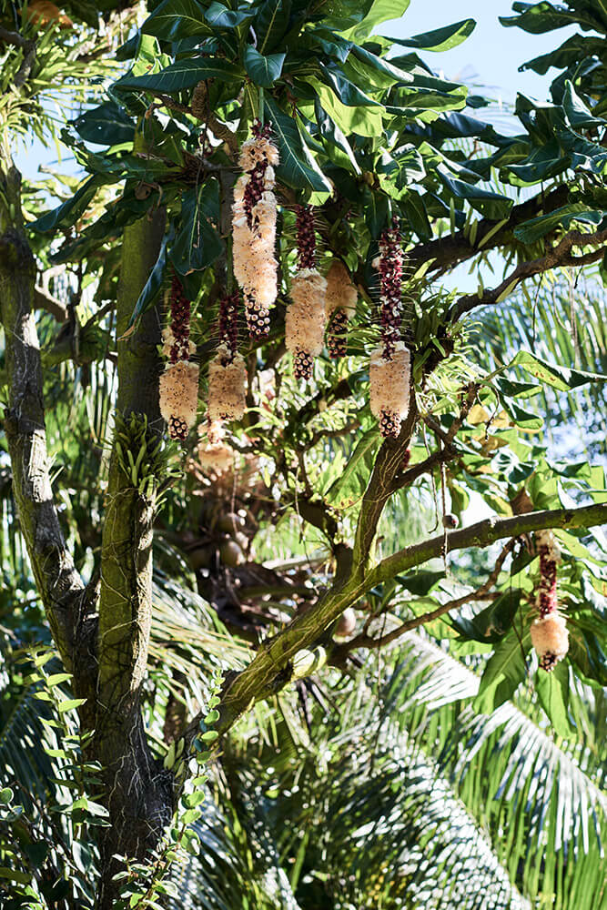 78-Shell-Money-Tavui-7676-Kristina-Steiner