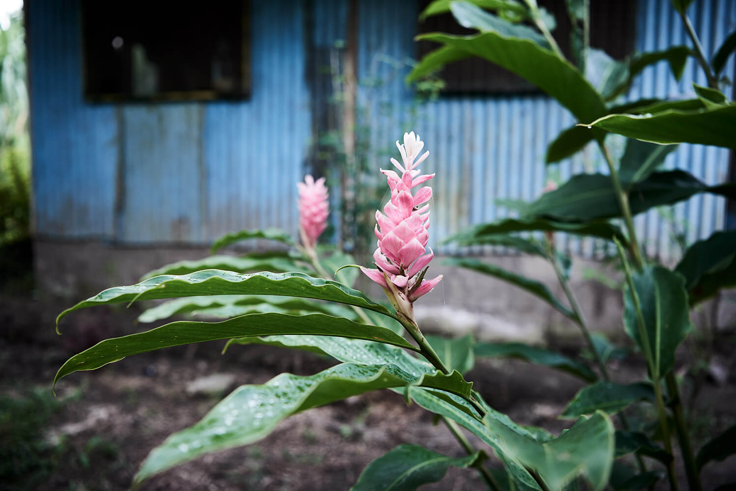 84-Shell-Money-Shell-Money-7044-Kristina-Steiner