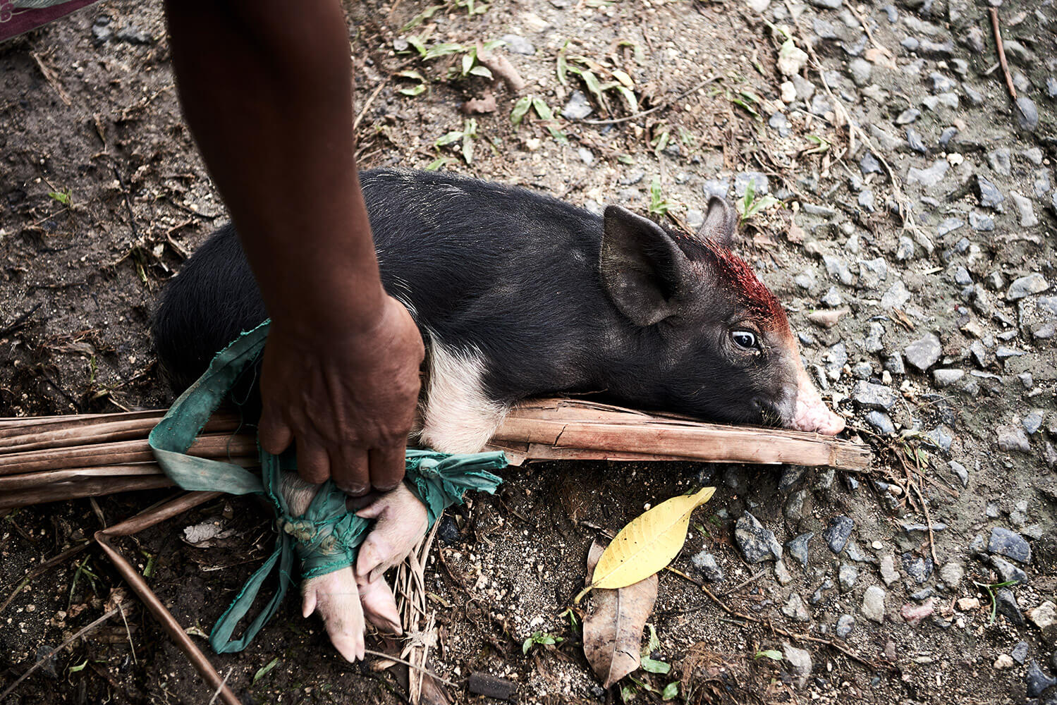 91-Shell-Money-Wairiki-0165-Kristina-Steiner