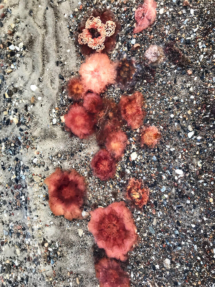 Jellyfish, Baltic Sea