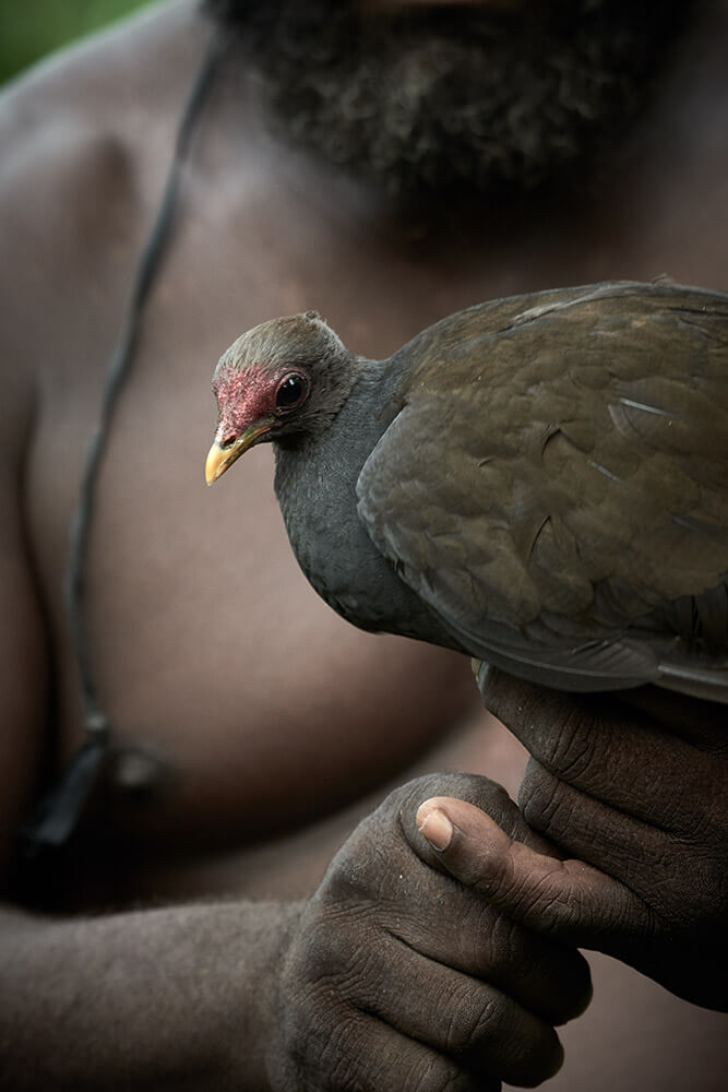 02-Megapode-Egg-Hunters-0700-Kristina-Steiner