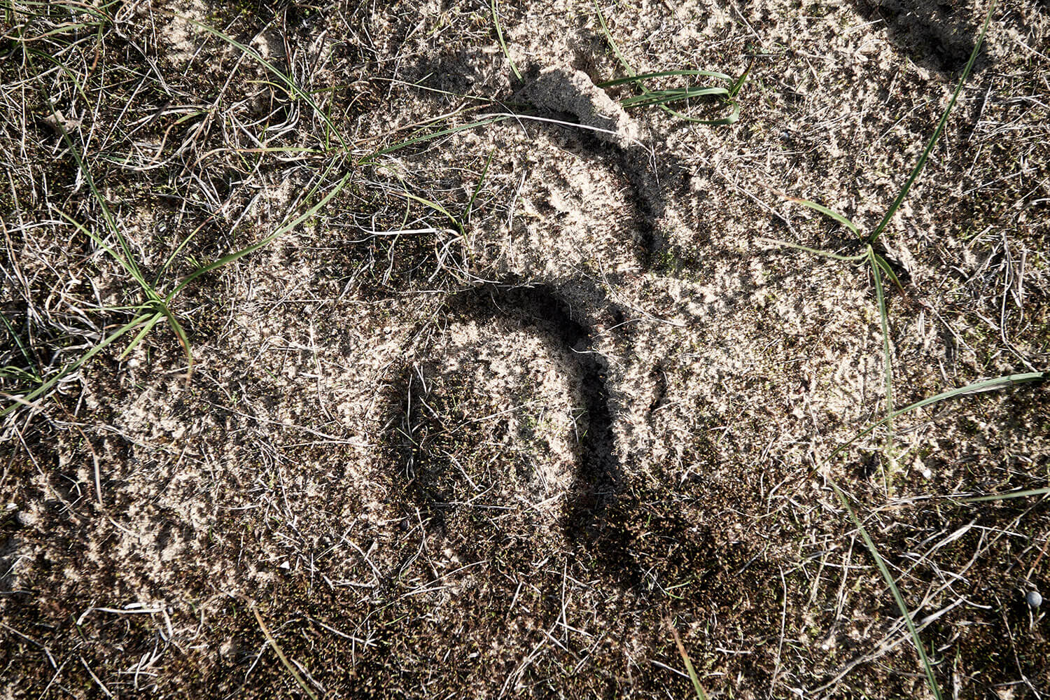 10-Paardenvissers-Oostduinkereke-Strand-0924-Kristina-Steiner