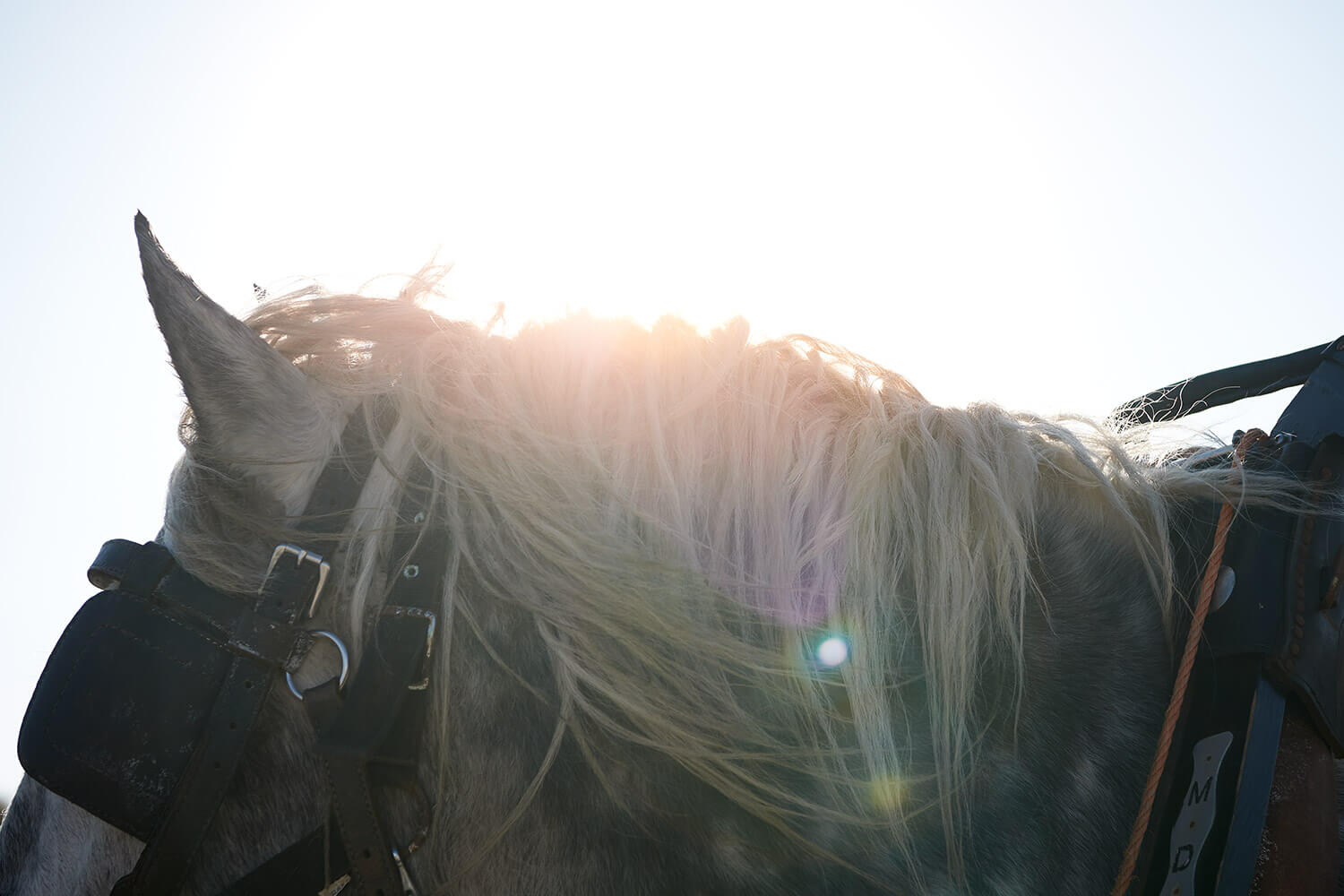 100-Paardenvissers-0036-Kristina-Steiner