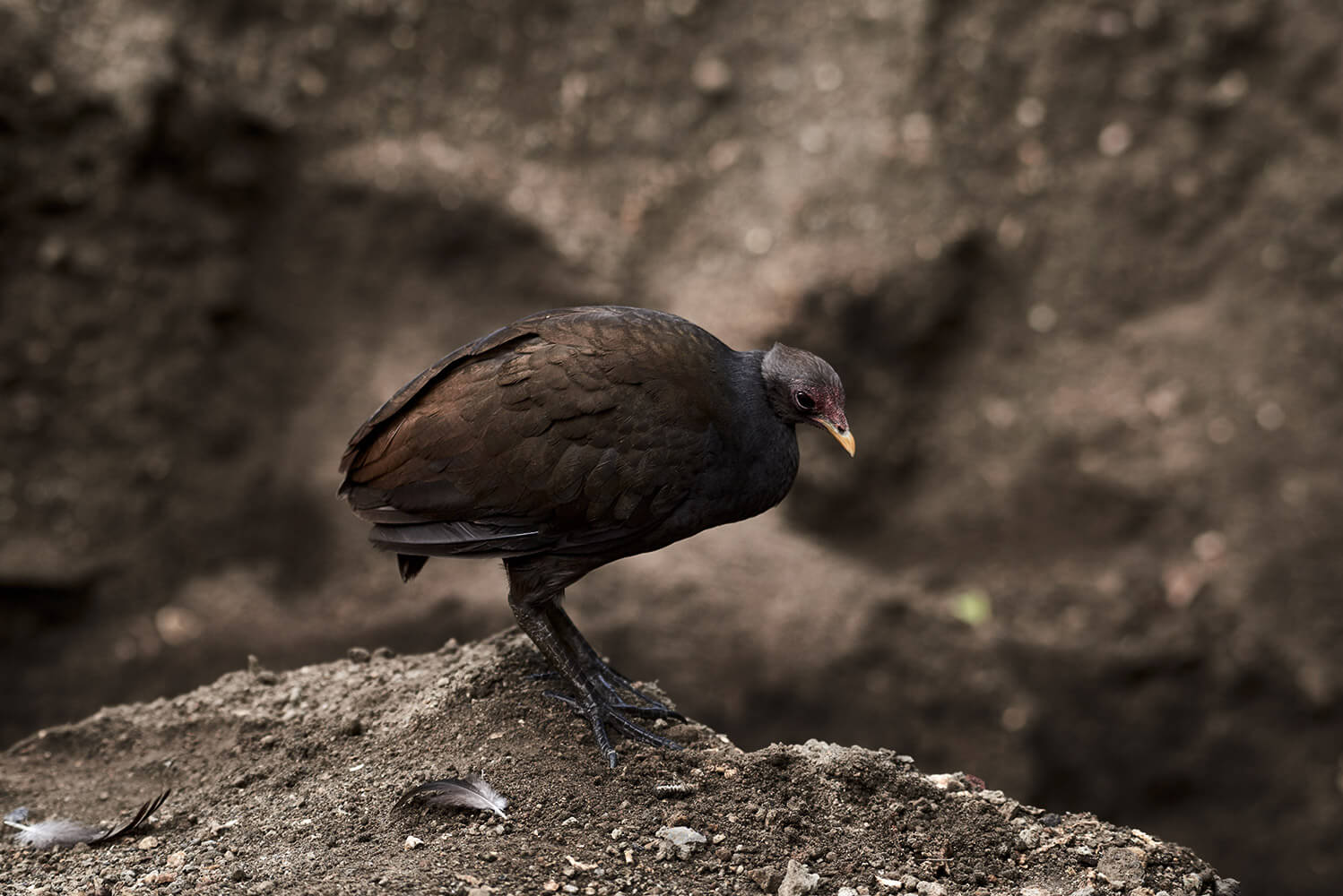 20-Megapode-Egg-Hunters-0994-Kristina-Steiner