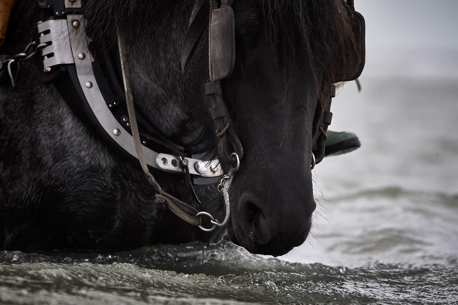 24-Paardenvissers-Dina-1422-Kristina-Steiner