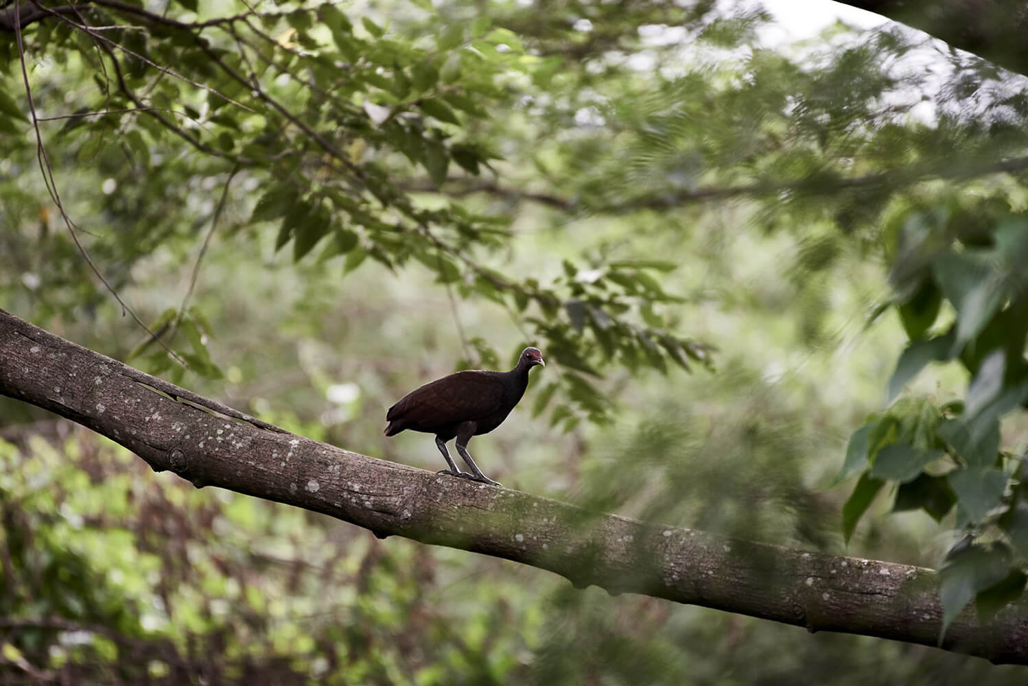 26-Megapode-Egg-Hunters-0668-Kristina-Steiner