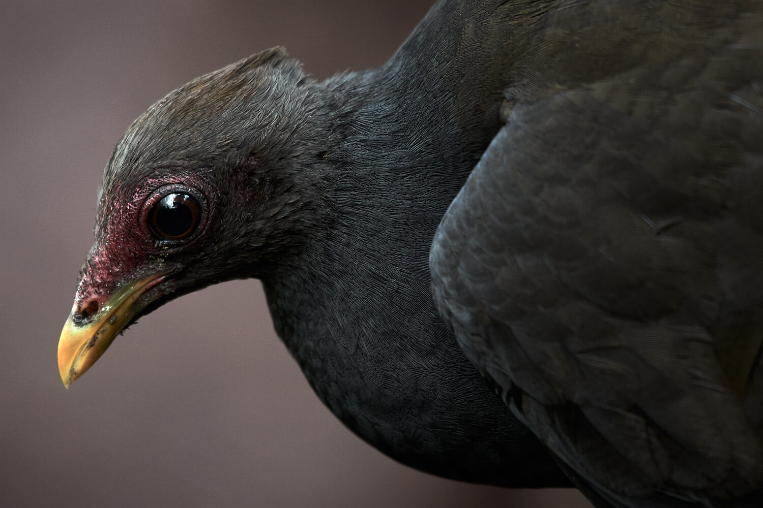 31-Megapode-Egg-Hunters-0686-Kristina-Steiner