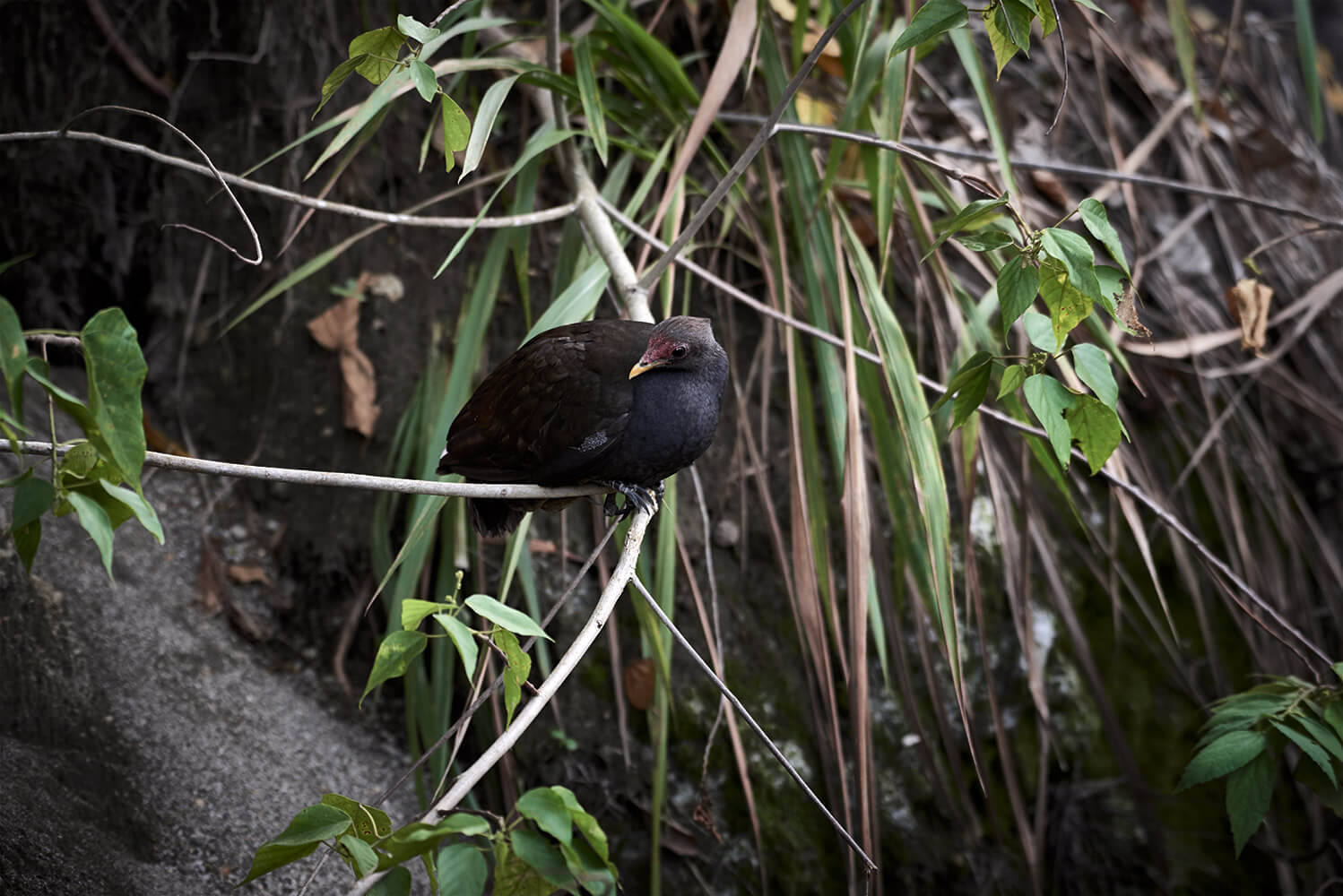 34-Megapode-Egg-Hunters-0908-Kristina-Steiner
