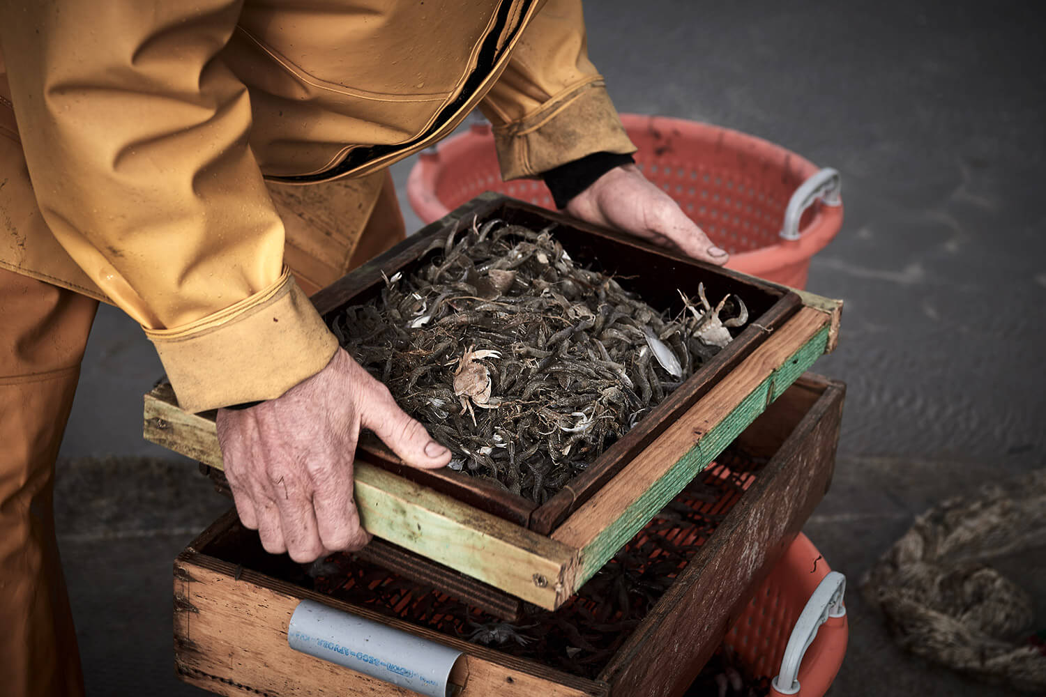 39-Paardenvissers-Stefaan-Hancke-0378-Kristina-Steiner