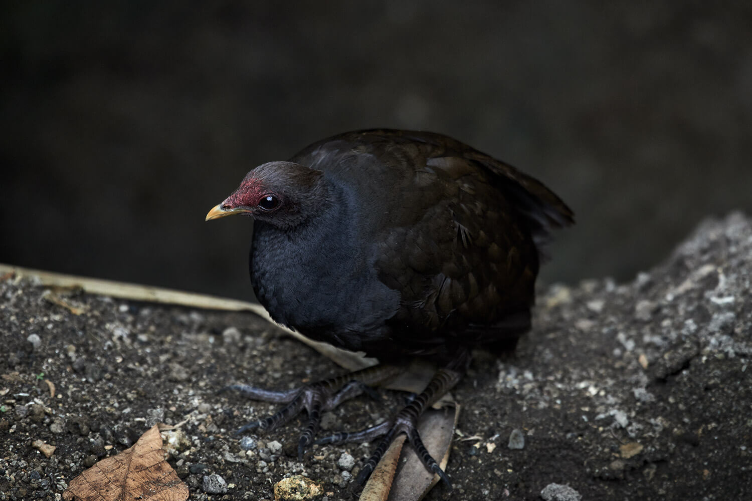 41-Megapode-Egg-Hunters0764-Kristina-Steiner
