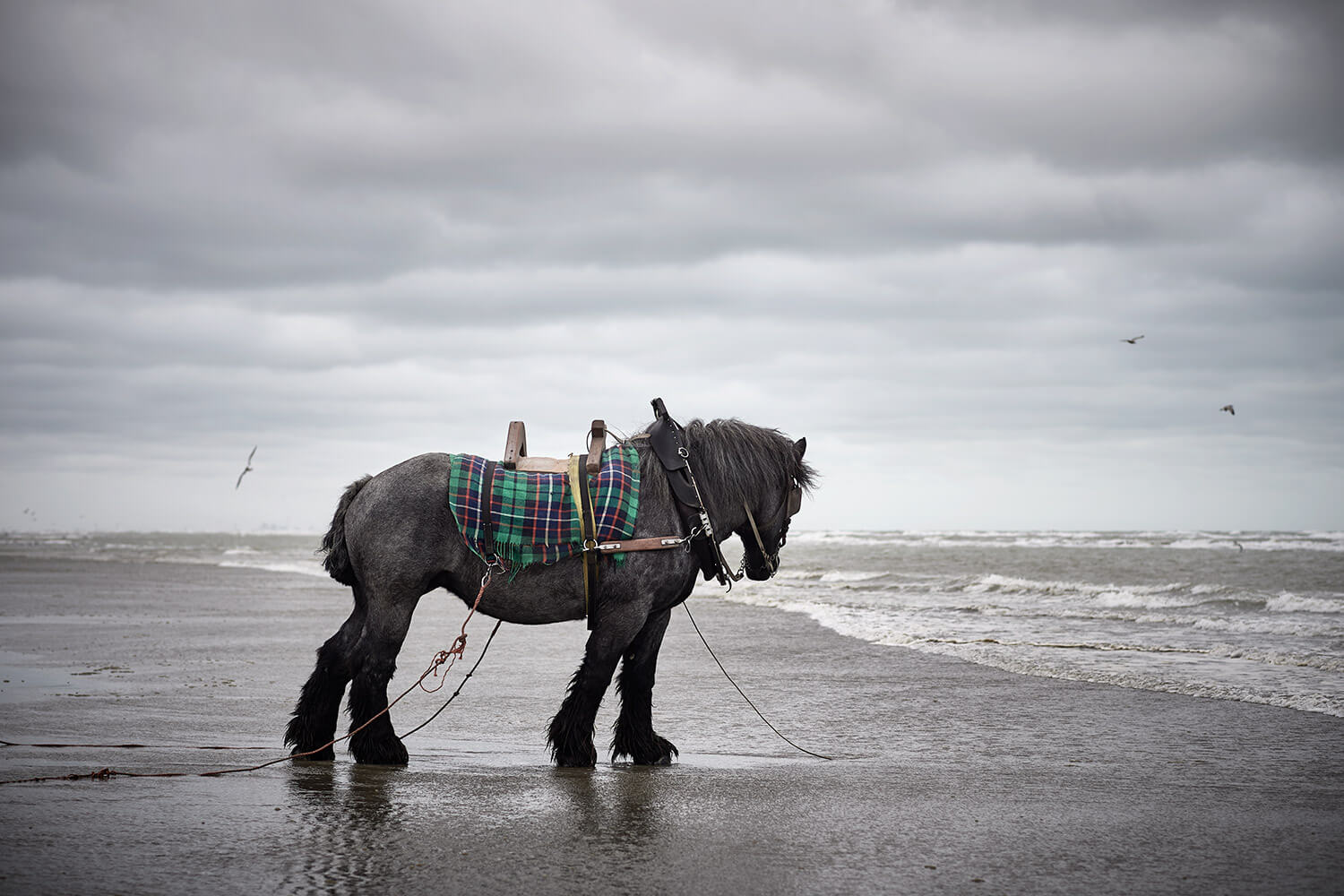 41-Paardenvissers-Dina-1333-Kristina-Steiner