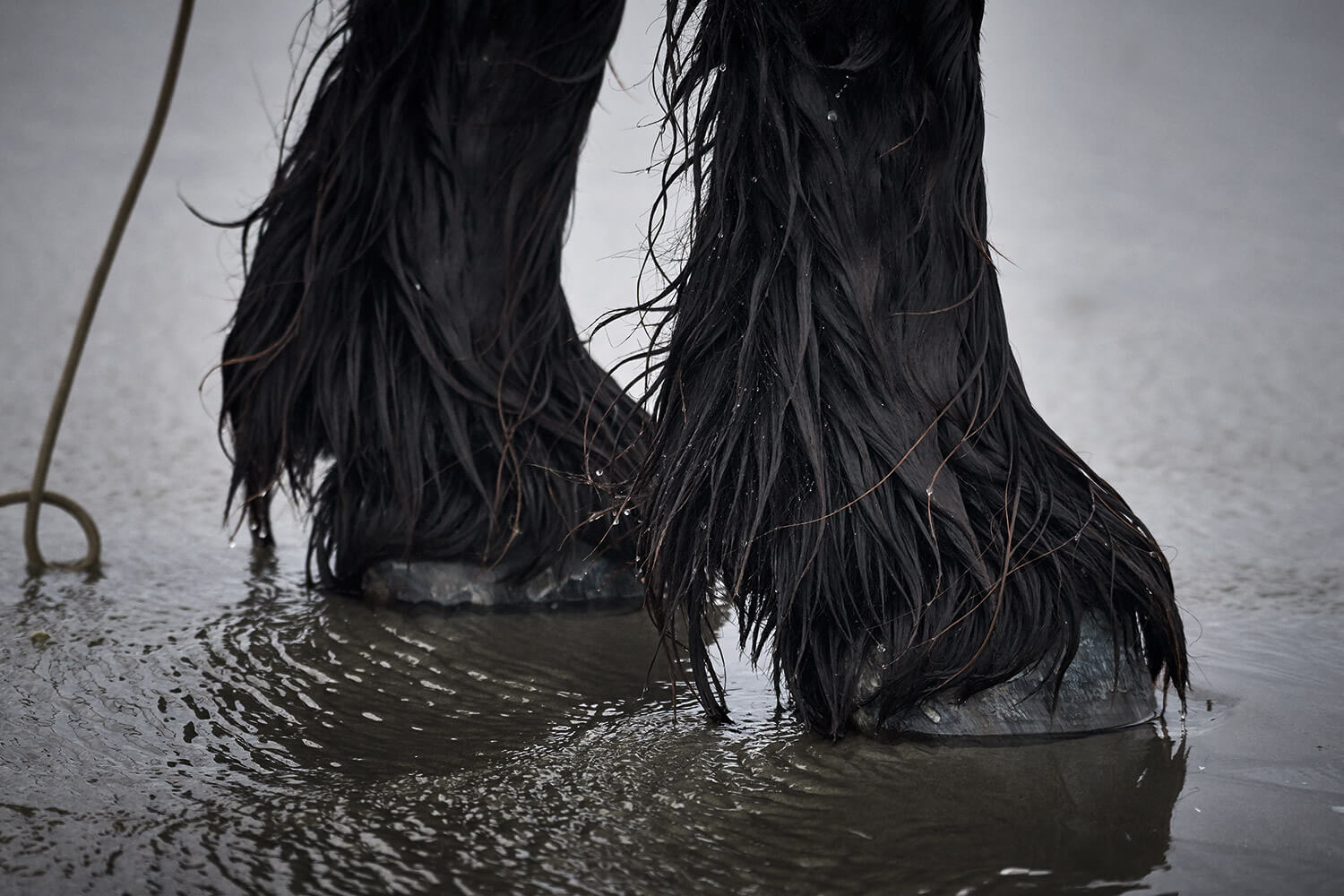 42-Paardenvissers-Dina-1951-Kristina-Steiner