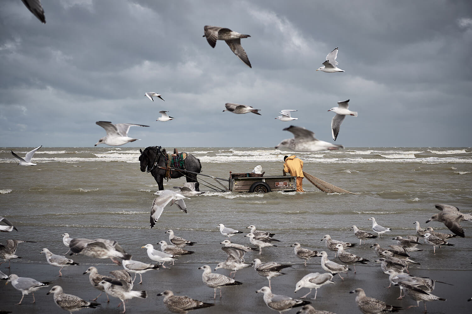 43-Paardenvissers-Stefaan-Hancke-0465-Kristina-Steiner