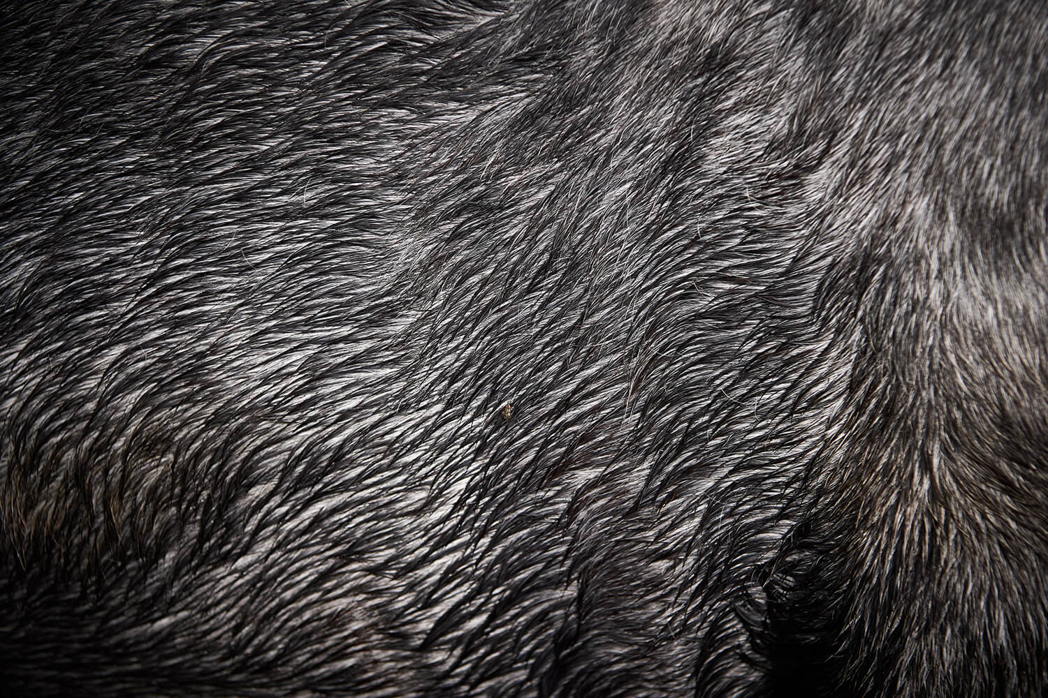 44-Paardenvissers-Dina-0612-Kristina-Steiner