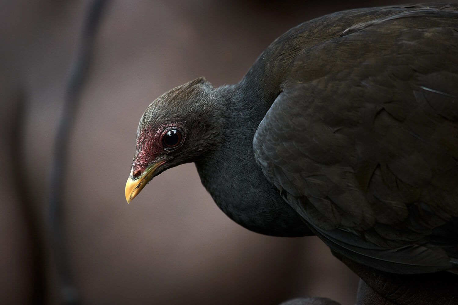 45-Megapode-Egg-Hunters-0689-Kristina-Steiner