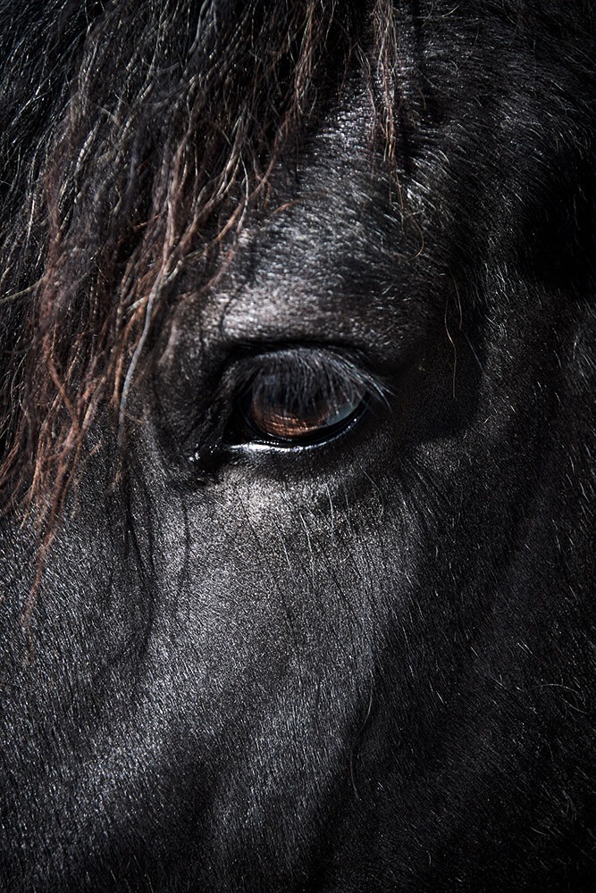 46-Paardenvissers-Dina-0908-Kristina-Steiner