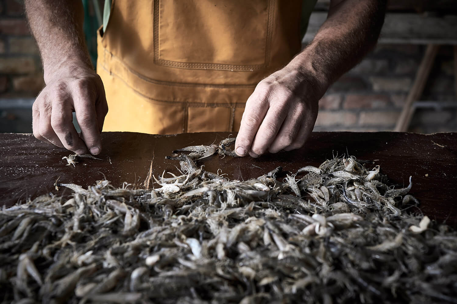 51-Paardenvissers-Stefaan-Hancke-0682-Kristina-Steiner