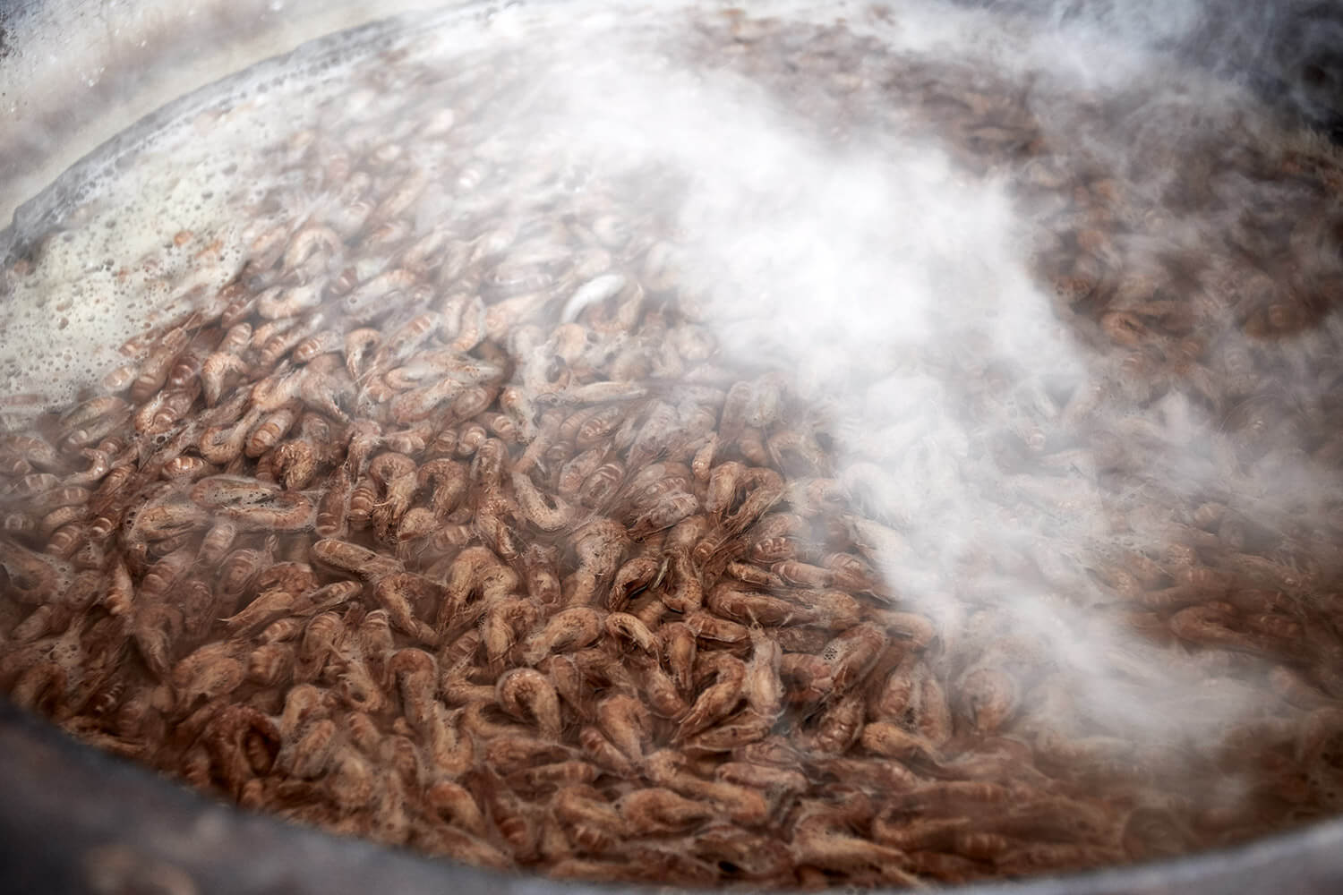 56-Paardenvissers-Stefaan-Hancke-0762-Kristina-Steiner