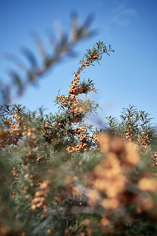 67-Paardenvissers-Oostduinkereke-Strand-0941-Kristina-Steiner