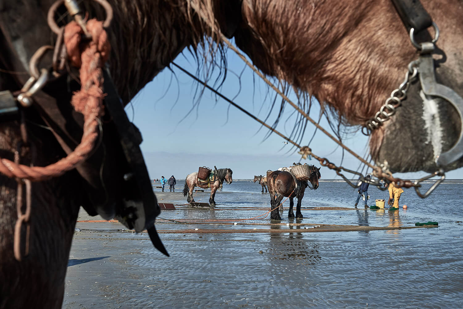 77-Paardenvissers-0222-Kristina-Steiner