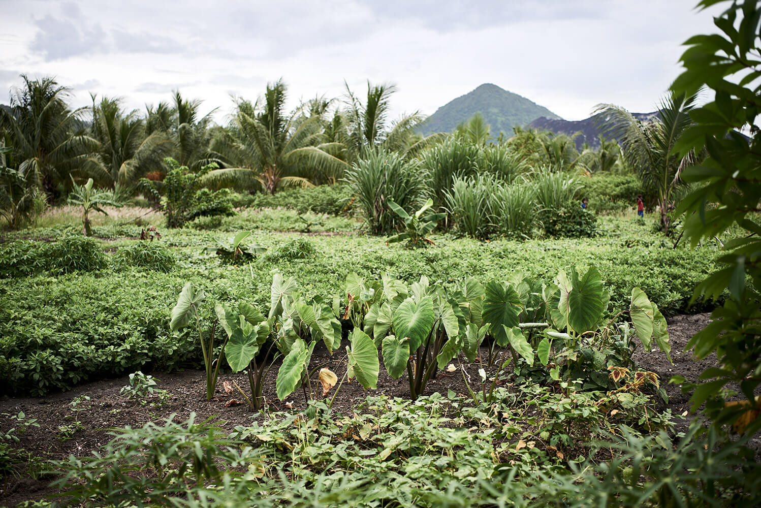 95-Megapode-Egg-Hunters-Chris-0518-Kristina-Steiner