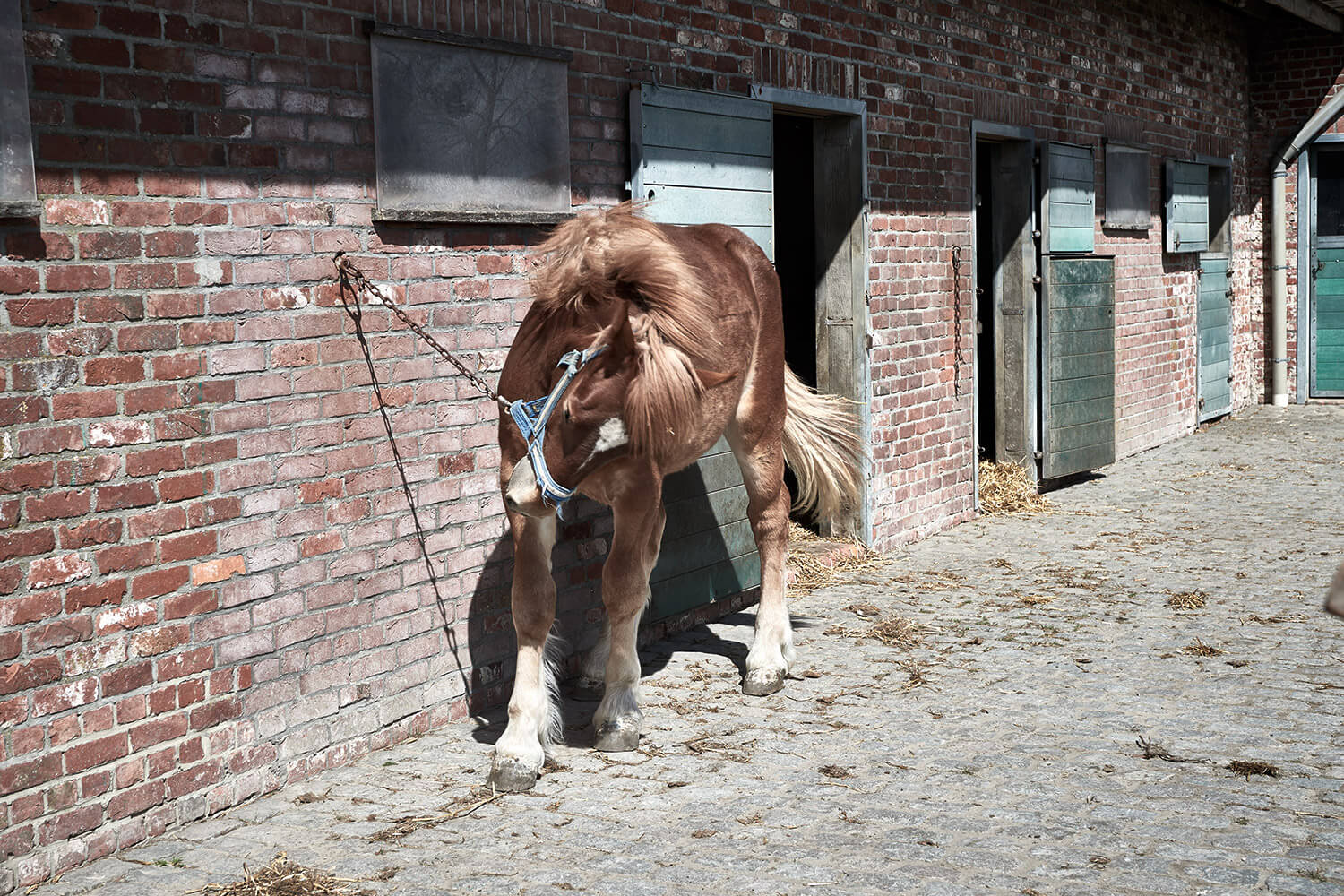 96-Paardenvissers-Bella-0444-Kristina-Steiner