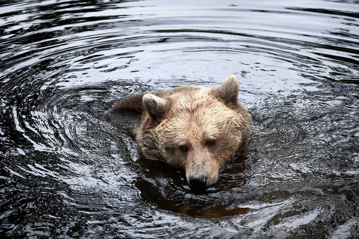 Bears at the Baltic Sea
