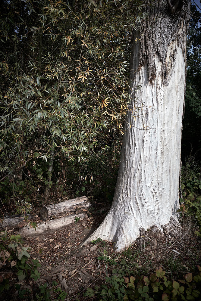 02-Bears-sleeping-place-0347-Kristina-Steiner