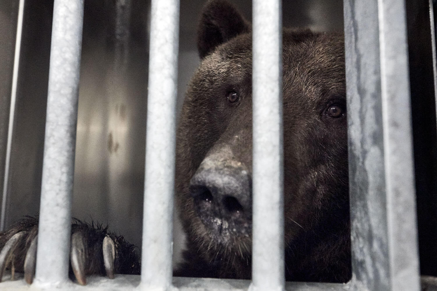 11-Bears-arrival-1281-Kristina-Steiner