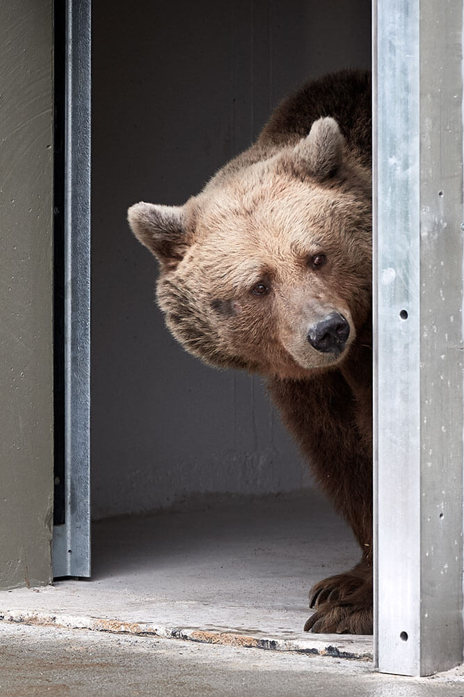 14-Bears-release-Mascha-1297