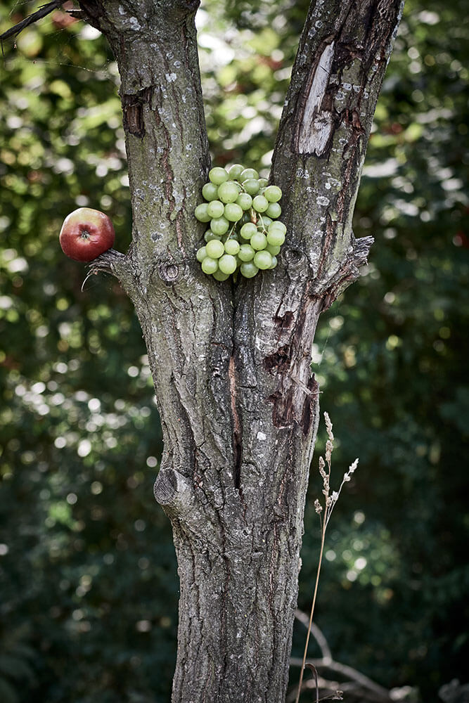 16-Bears-enclosure-0396