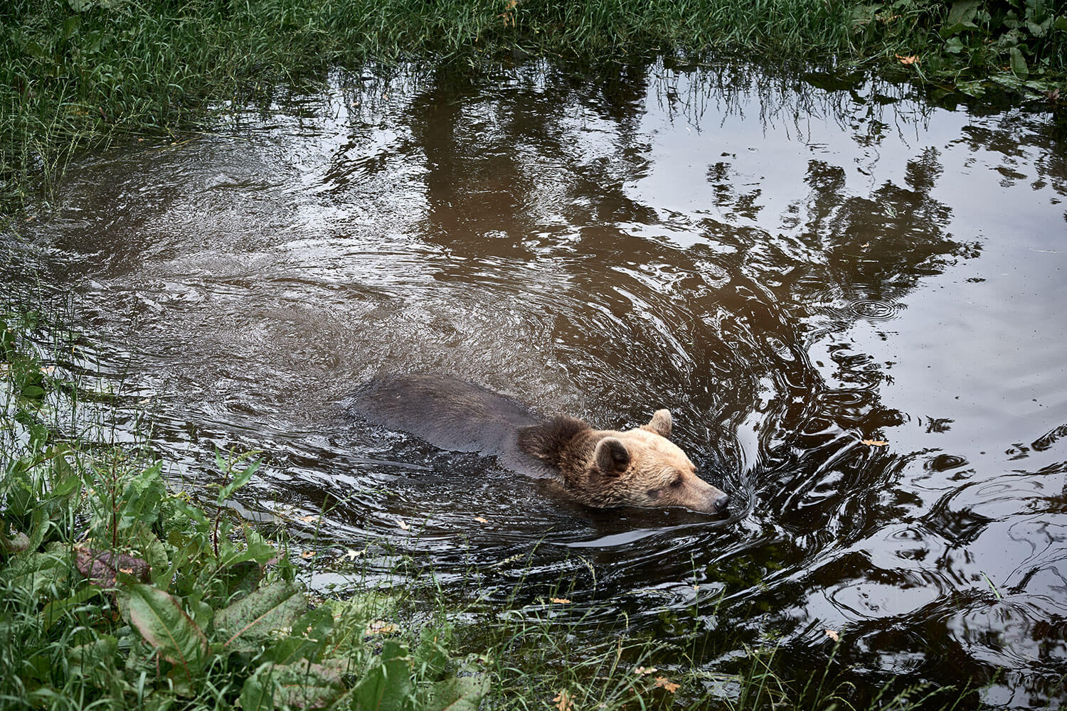 17-Bears-Mascha-1429