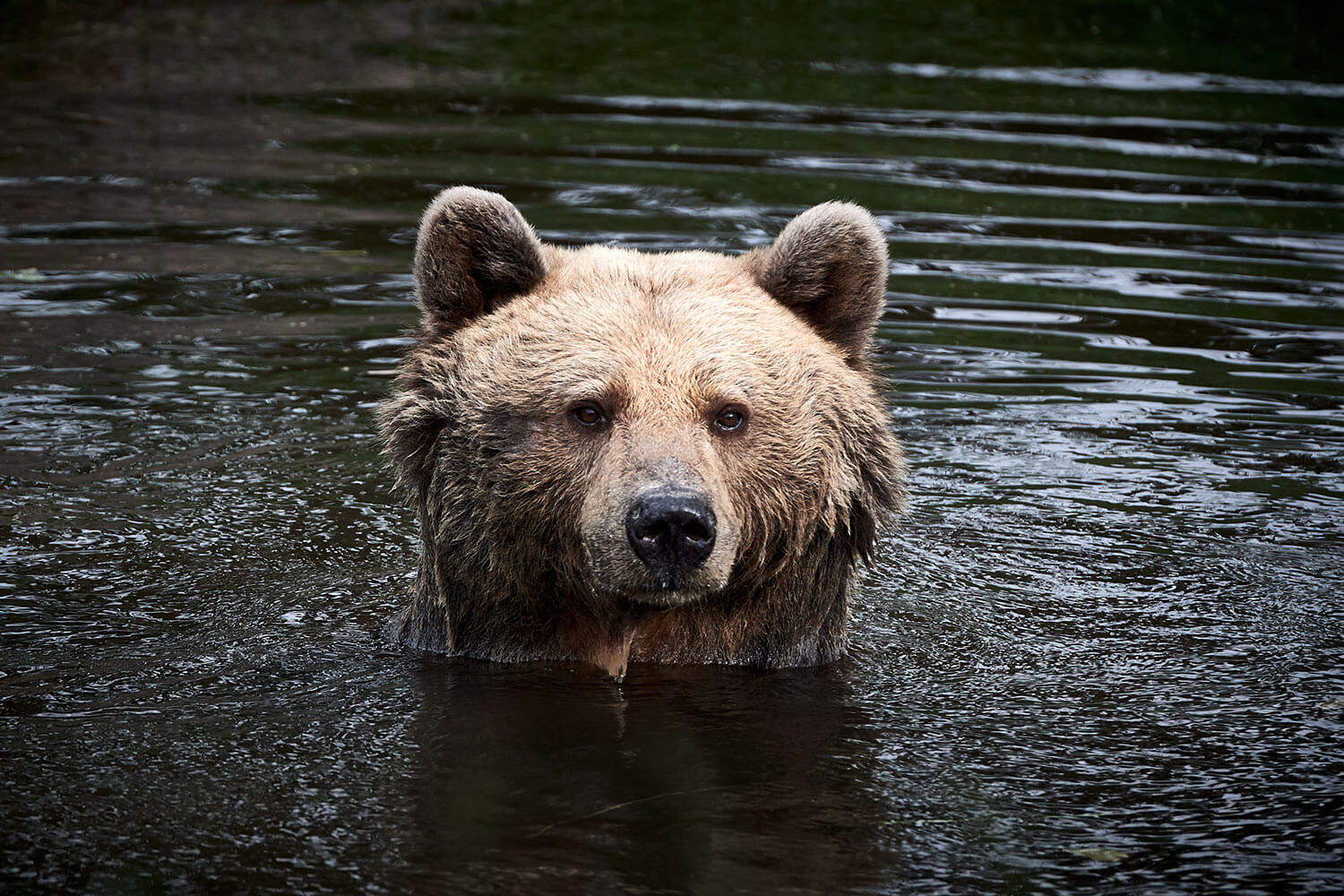 18-Bears-Mascha-1484