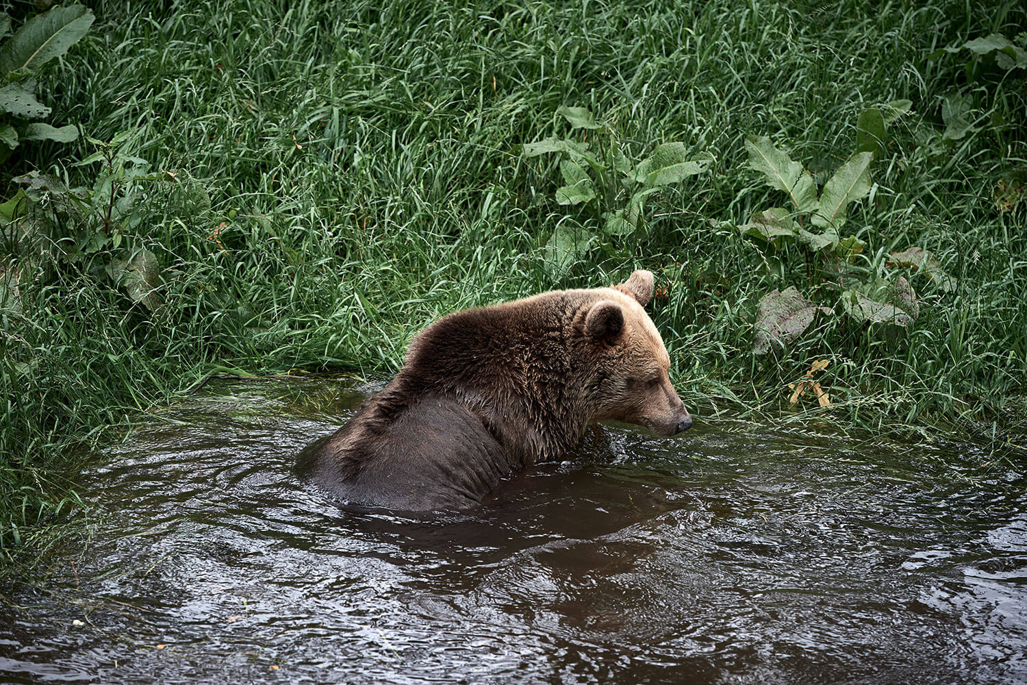 19-Bears-Mascha-1434