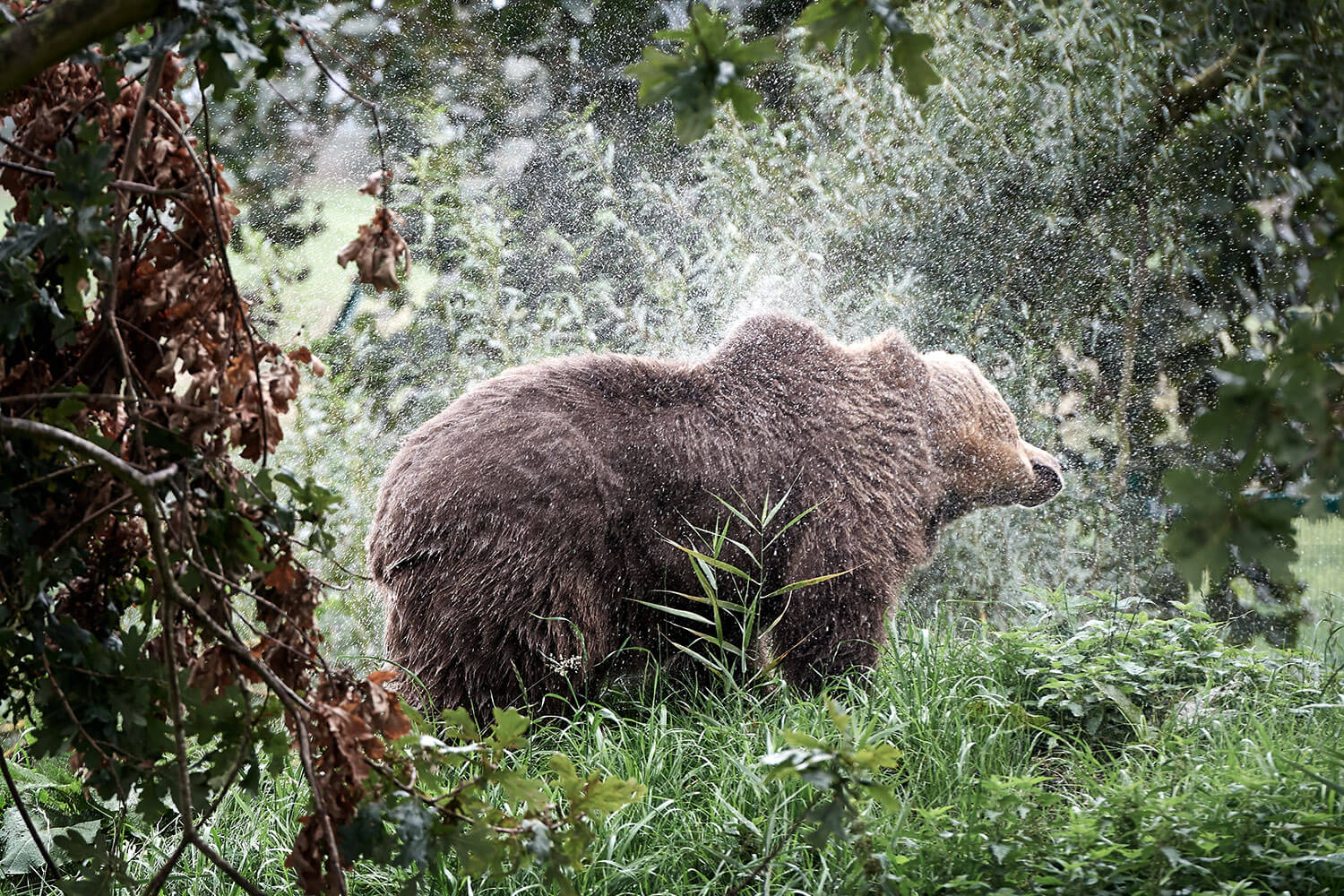 20-Bears-Mascha-1444