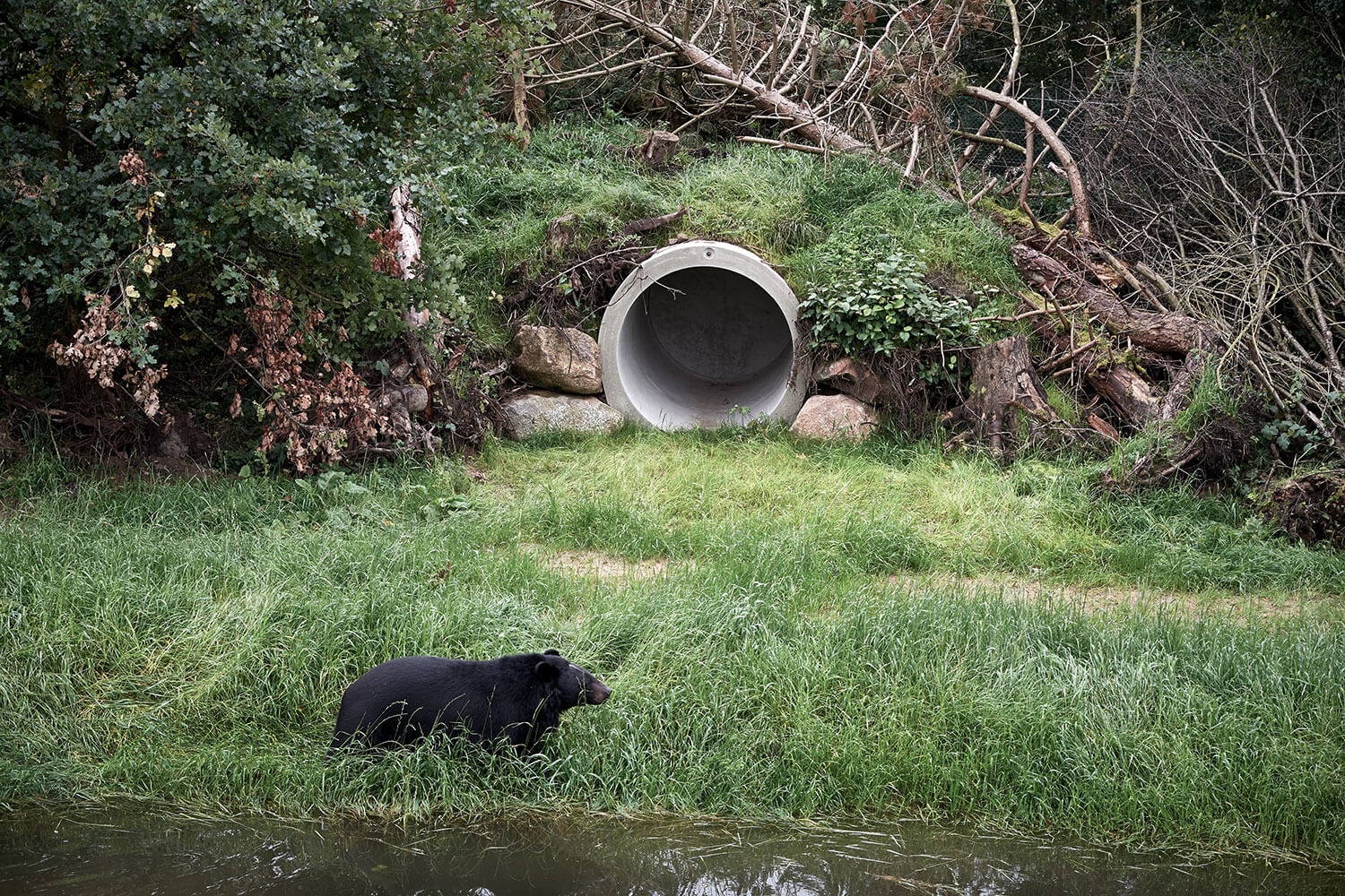 23-Bears-collar-bear-Serenus-0988