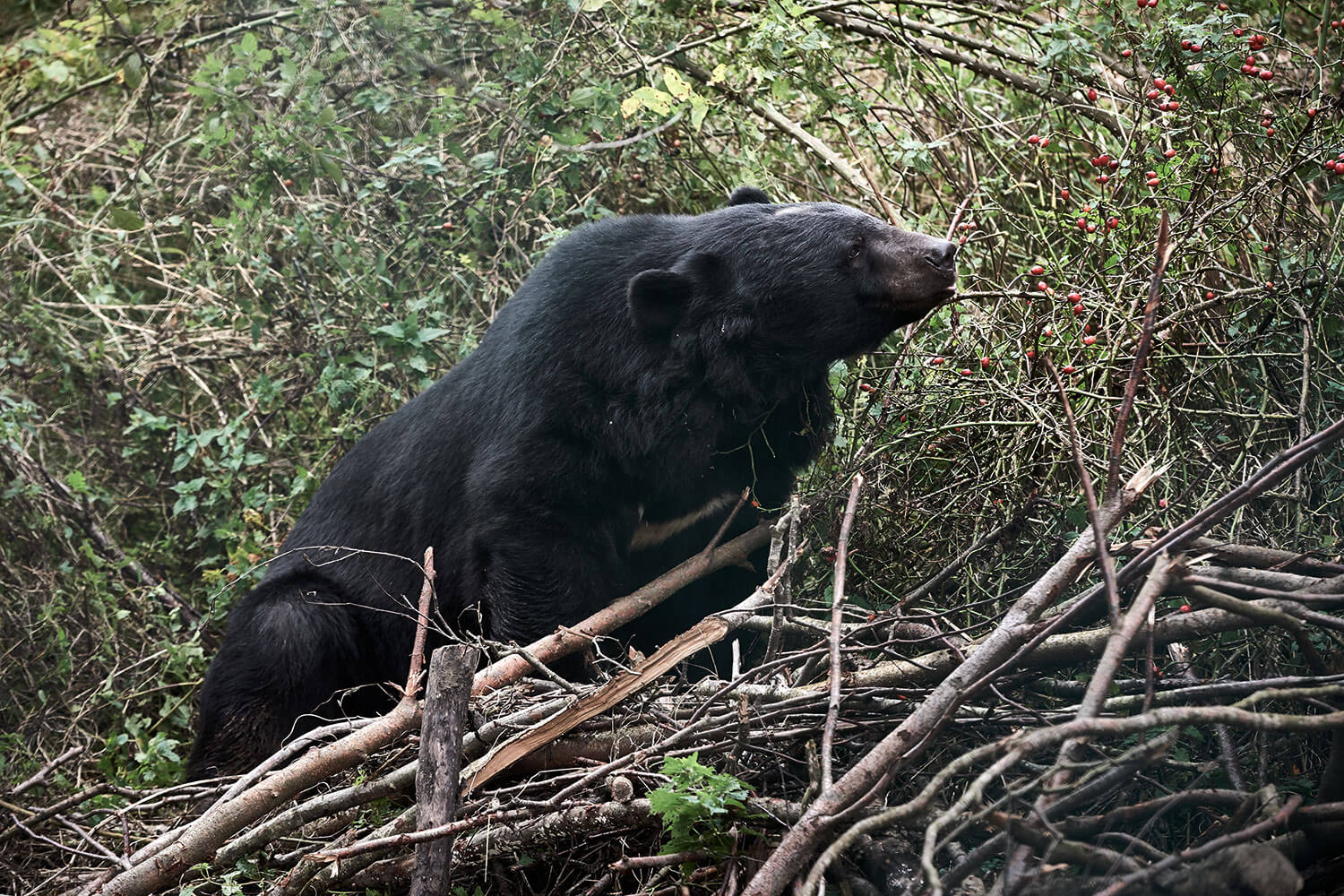 24-Bears-collar-bear-Serenus-1249