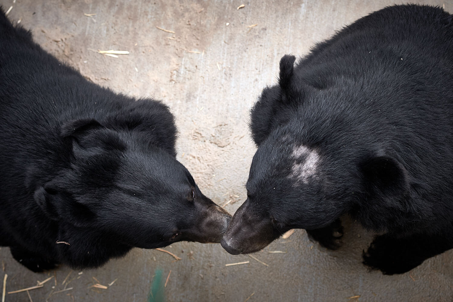26-Bears-collar-bears-Balou-Serenus-1488
